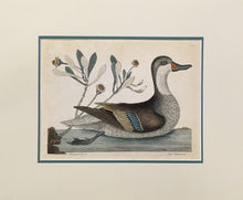 Load image into Gallery viewer, Catesby, Mark  [Ilathara Duck or White Cheeked Pintail, Bahama Islands]. T93.
