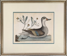 Load image into Gallery viewer, Catesby, Mark  [Ilathara Duck or White Cheeked Pintail, Bahama Islands]. T93.
