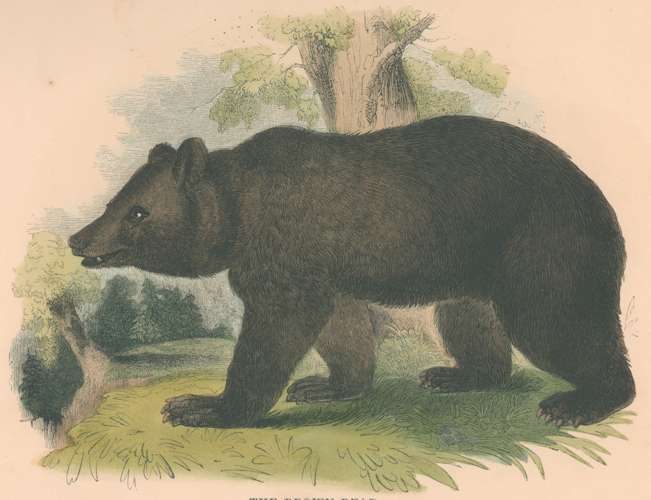 Whymper, Joshua Wood  “The Brown Bear.”  Plate 7