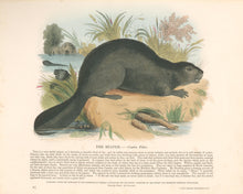 Load image into Gallery viewer, Whymper, Joshua Wood “The Beaver.”  Plate 9
