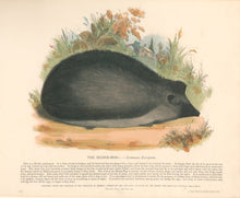 Load image into Gallery viewer, Whymper, Joshua Wood “The Hedge-Hog.”  Plate 8

