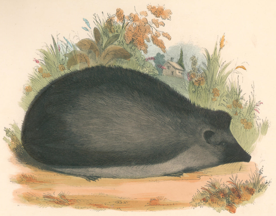 Whymper, Joshua Wood “The Hedge-Hog.”  Plate 8