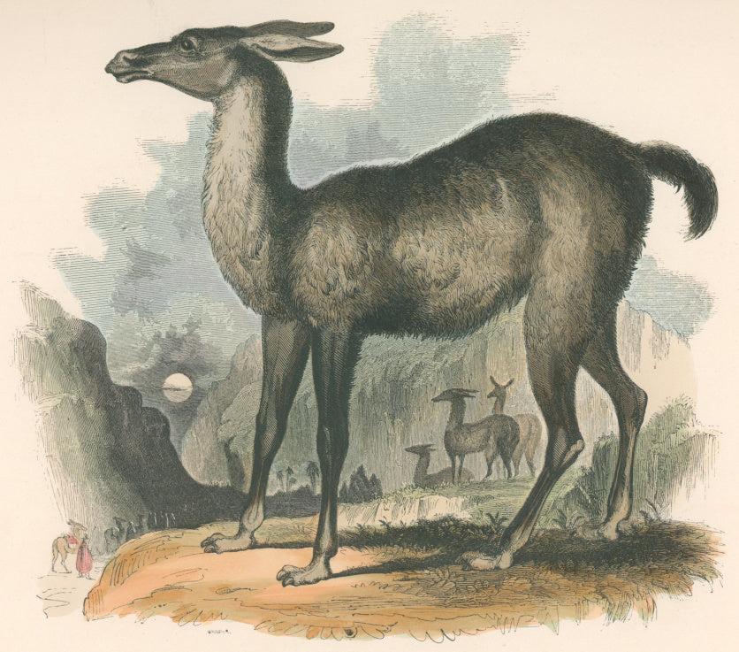 Whymper, Joshua Wood “The Llama.”  Plate 11