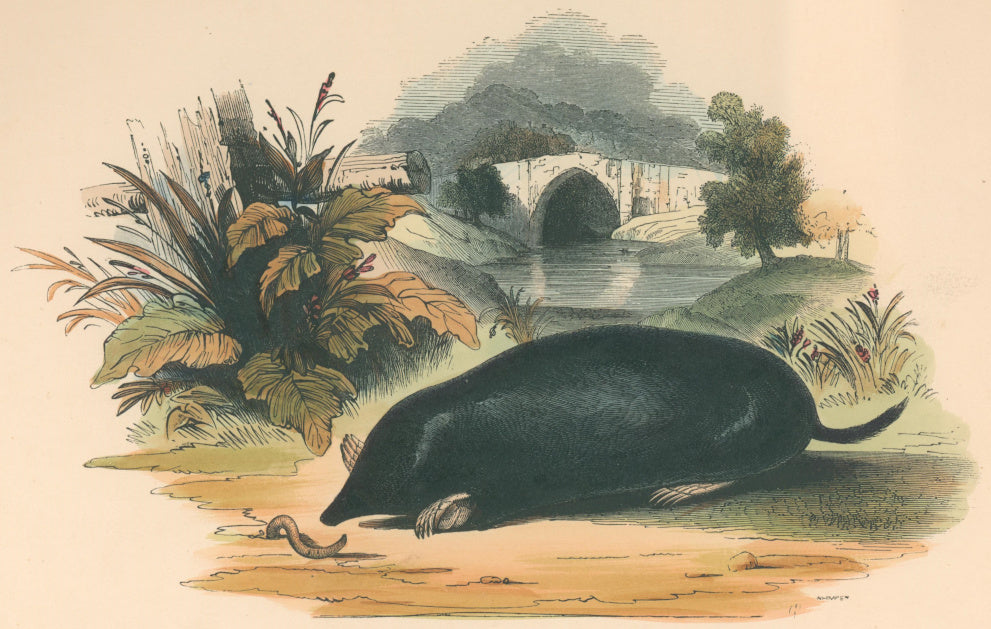 Whymper, Joshua Wood “The Mole.”  Plate 38