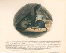 Load image into Gallery viewer, Whymper, Joshua Wood “The Mouse.”  Plate 40
