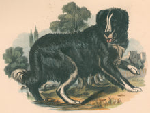 Load image into Gallery viewer, Whymper, Joshua Wood “The Newfoundland Dog.”  Plate 34
