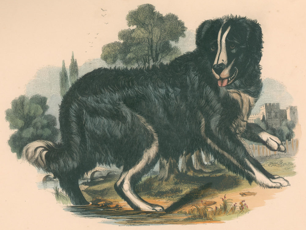 Whymper, Joshua Wood “The Newfoundland Dog.”  Plate 34