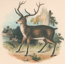 Load image into Gallery viewer, Whymper, Joshua Wood “The Red Deer.”  Plate 12

