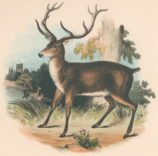Whymper, Joshua Wood “The Red Deer.”  Plate 12