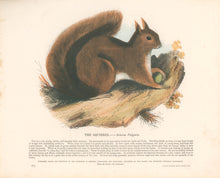Load image into Gallery viewer, Whymper, Joshua Wood “The Squirrel.”  Plate 10
