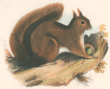 Load image into Gallery viewer, Whymper, Joshua Wood “The Squirrel.”  Plate 10
