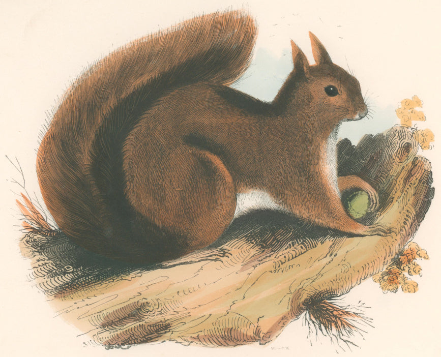 Whymper, Joshua Wood “The Squirrel.”  Plate 10