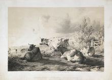 Load image into Gallery viewer, Cooper, T. Sydney “Groups of Cattle from Nature.”
