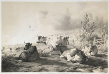 Load image into Gallery viewer, Cooper, T. Sydney “Groups of Cattle from Nature.”
