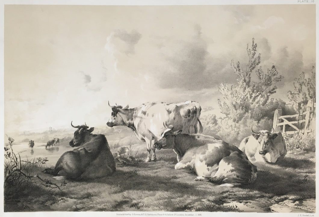 Cooper, T. Sydney “Groups of Cattle from Nature.”