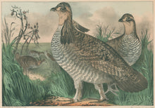 Load image into Gallery viewer, Currier &amp; Ives &quot;Prairie Hens.&quot;
