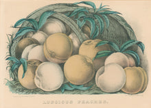Load image into Gallery viewer, Currier &amp; Ives &quot;Luscious Peaches.&quot;
