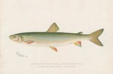 Load image into Gallery viewer, Denton, Sherman F.  “Adirondack Frost Fish or Round White Fish.”
