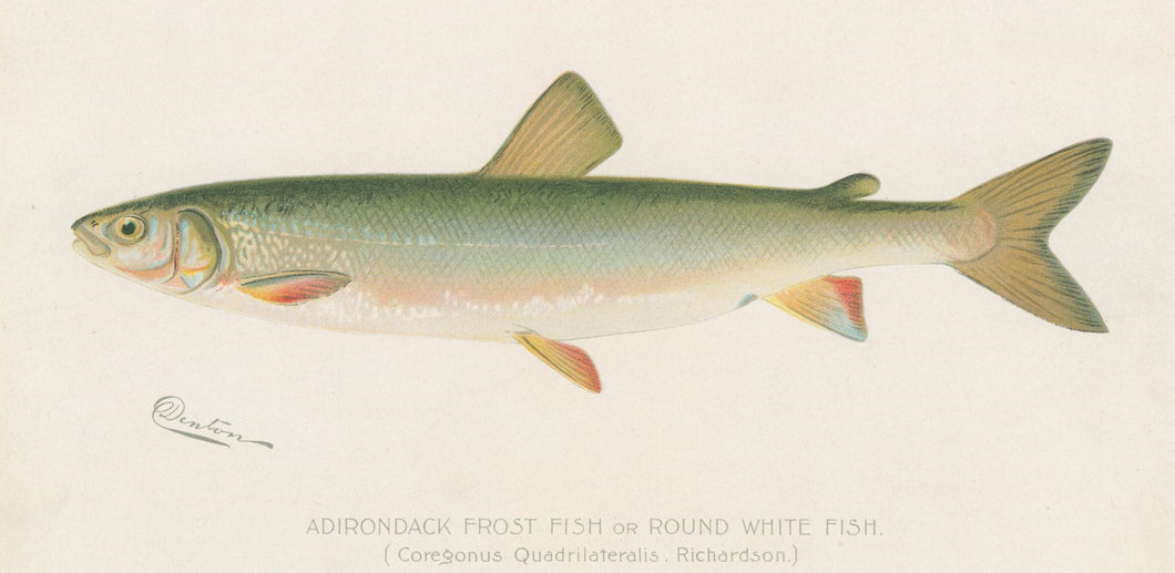 Denton, Sherman F.  “Adirondack Frost Fish or Round White Fish.”
