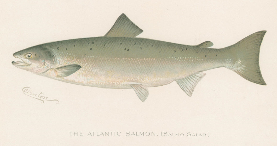 Denton, Sherman F.  “The Atlantic Salmon.”