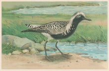Load image into Gallery viewer, Ridgway, J.L.  &quot;The Black-Bellied Plover.”
