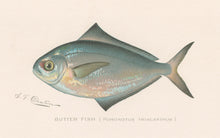 Load image into Gallery viewer, Denton, Sherman F.  “Butter Fish.”
