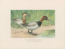 Load image into Gallery viewer, Ridgway, J.L.  &quot;The Canvasback Duck.”
