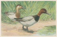 Load image into Gallery viewer, Ridgway, J.L.  &quot;The Canvasback Duck.”
