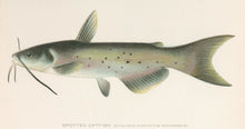 Load image into Gallery viewer, Denton, Sherman F.  “Spotted Catfish.”
