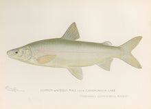 Load image into Gallery viewer, Denton, Sherman F.  “Common Whitefish Male from Canandaigua Lake.”
