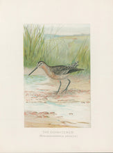 Load image into Gallery viewer, Ridgway, J.L.  &quot;The Dowitcher.”
