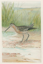 Load image into Gallery viewer, Ridgway, J.L.  &quot;The Dowitcher.”
