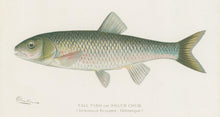 Load image into Gallery viewer, Denton, Sherman F.  “Fall Fish or Silver Chub.”
