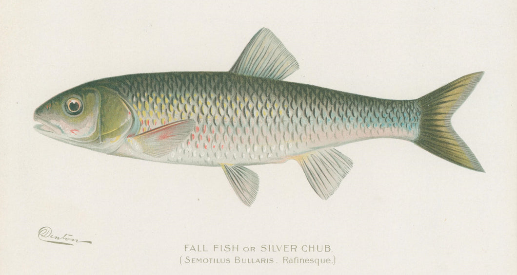 Denton, Sherman F.  “Fall Fish or Silver Chub.”
