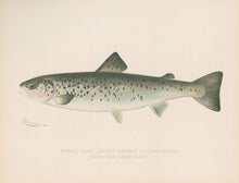 Load image into Gallery viewer, Denton, Sherman F.  “Female Land Locked Salmon or Quananiche.”
