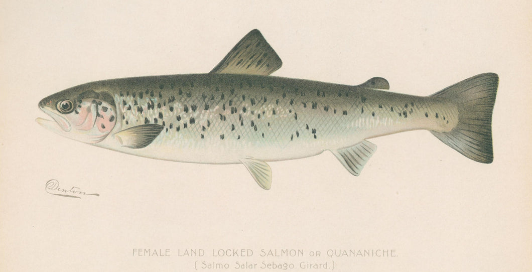 Denton, Sherman F.  “Female Land Locked Salmon or Quananiche.”