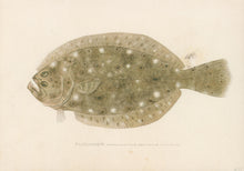 Load image into Gallery viewer, Denton, Sherman F.  “Flounder.”
