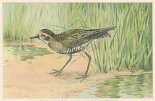 Load image into Gallery viewer, Ridgway, J.L.  &quot;American Golden Plover.”
