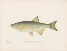 Load image into Gallery viewer, Denton, Sherman F.  “Golden Shiner or Bream.”
