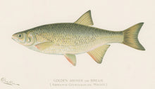 Load image into Gallery viewer, Denton, Sherman F.  “Golden Shiner or Bream.”
