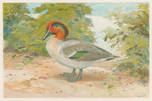 Load image into Gallery viewer, Ridgway, J.L.  &quot;Green-Winged Teal.”
