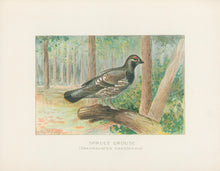 Load image into Gallery viewer, Ridgway, J.L.  &quot;Spruce Grouse.”
