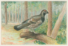 Load image into Gallery viewer, Ridgway, J.L.  &quot;Spruce Grouse.”
