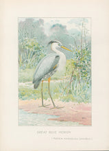 Load image into Gallery viewer, Ridgway, J.L.  &quot;Great Blue Heron.”
