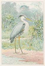 Load image into Gallery viewer, Ridgway, J.L.  &quot;Great Blue Heron.”
