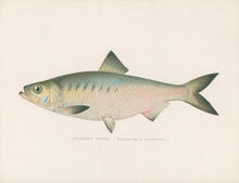 Load image into Gallery viewer, Denton, Sherman F.  “Hickory Shad.”
