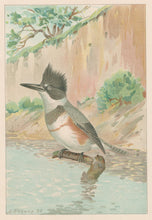 Load image into Gallery viewer, Ridgway, J.L.  &quot;Kingfisher.”
