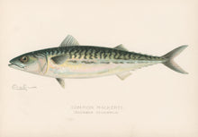 Load image into Gallery viewer, Denton, Sherman F.  “Common Mackerel.”

