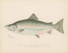Load image into Gallery viewer, Denton, Sherman F. “Male Land Locked Salmon or Quananiche”
