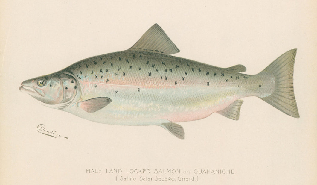 Denton, Sherman F. “Male Land Locked Salmon or Quananiche”